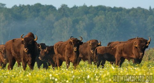 Минприроды планирует расселить зубров по Беларуси